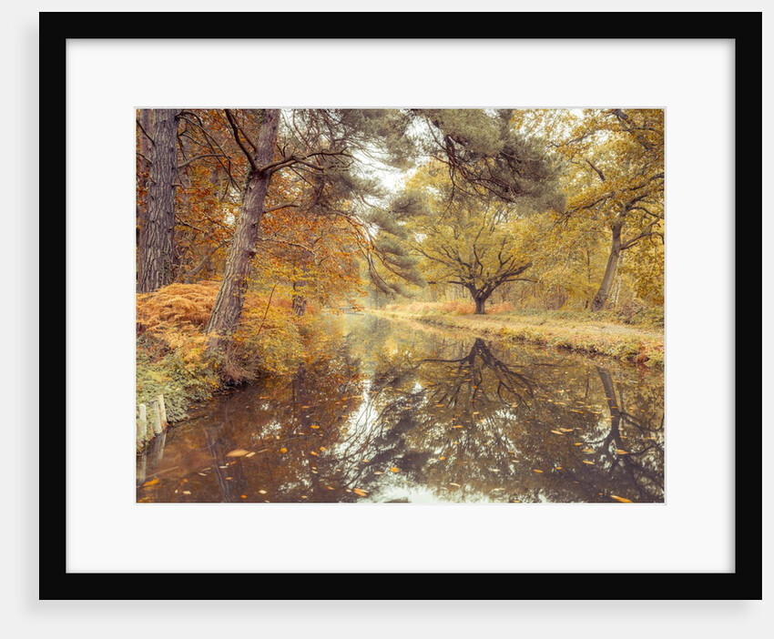 Canal through forest by Assaf Frank